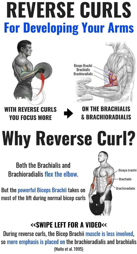 The Reverse Curls For Developing Your Arms Are Shown In This Manual