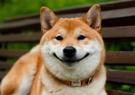 Собака улыбака порода Сиба ину шиба ину описание породы характер