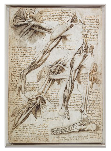 Leonardo Da Vinci The Anatomical Artist Drawing Academy Drawing