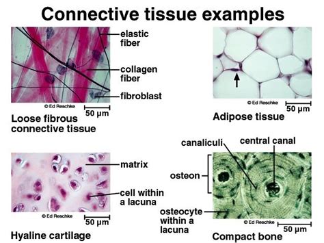 Embryonic Connective Tissue Connective Tissue Proper And Specialized
