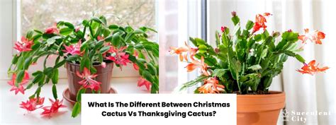 What Is The Different Between Christmas Cactus Vs Thanksgiving Cactus