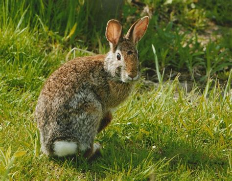 Rabbits Hares Pikas Wild View