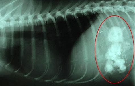 Art Sci Gulp Swallowed Objects Revealed By X Rays