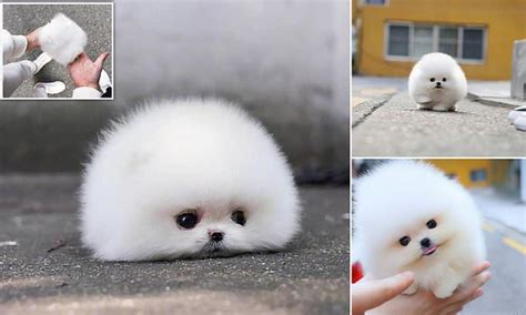 A Dog That Looks Like A Snowball