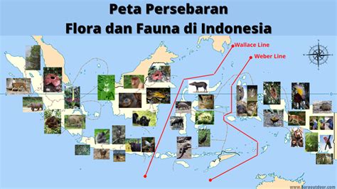 Flora Dan Fauna Di Indonesia Bagian Barat