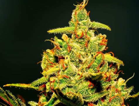 Since it emerged in 1997, the haze continues to pollutes the air until today. The Best Way To Grow Super Lemon Haze Marijuana - Honest ...
