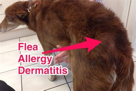 You Dont Need To See Fleas To Have A Flea Problem Companion Animal