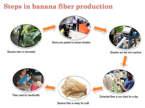 Producing Banana Fiber And Paper From Waste Banana Pads