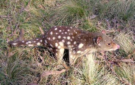 Tiger Quoll Facts