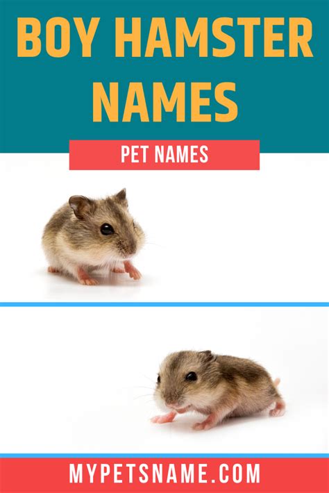 Hamster Names 500 Cute Names For Hamsters Artofit