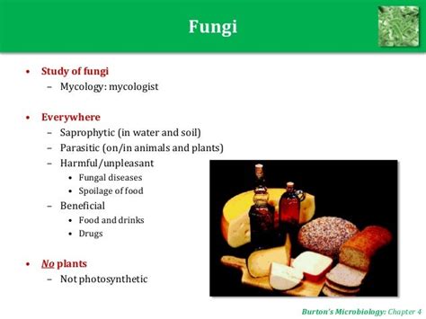 Microbiology Unit 5 Fungi
