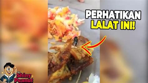 Jangan Anggap Remeh Makanan Yang Dihinggapi Lalat Kalo Gak Mau Kaya