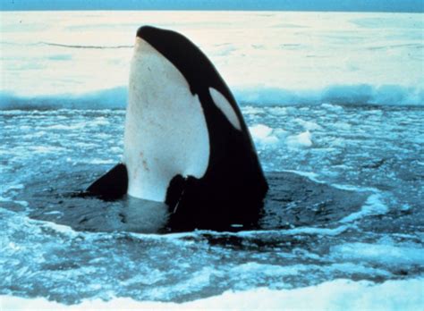 These Orcas Are Trapped In Ice And Need Your Help Grist
