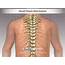 Normal Thoracic Spine Anatomy  TrialExhibits Inc