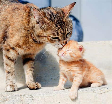 عکس گربه ملوس؛ تصاویری از گربه‌های دوست داشتنی و بامزه ستاره