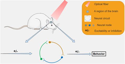 Frontiers The Roles Of Optogenetics And Technology In Neurobiology A