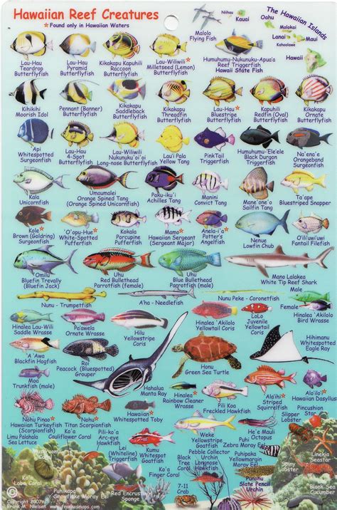 Fish Of Hawaii Chart