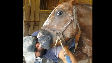 Horse Licks Owner For Putting Hoof On Youtube