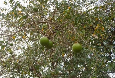 African Foodie — Matamba Southern African Wild Fruit Hard