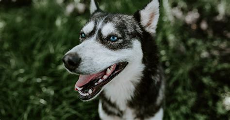 How Many Different Types Of Husky Dogs Are There Complete Guide