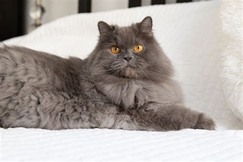 14 Facts About Persian Cats