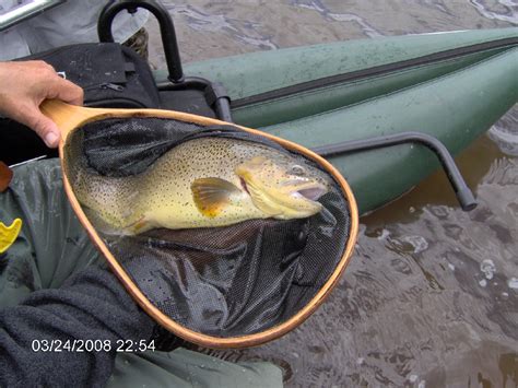 Apache Trout Details Ar Fish Finder