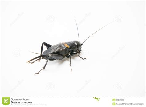Gryllus Bimaculatus Cricket Isolated On White Background Stock Photo