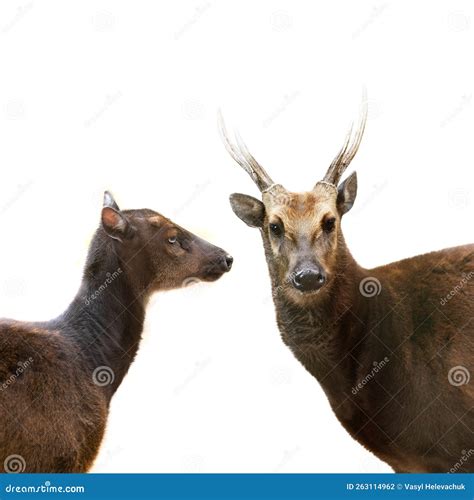 Portraits Philippine Sika Deer Isolated On White Background Stock Photo
