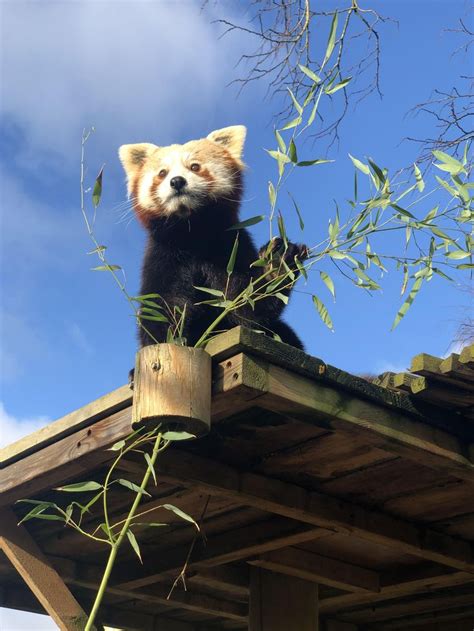 Please Follow Iloveredpandas I Met The Red Pandas Today And They Were