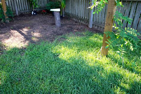 How To Transplant Grass