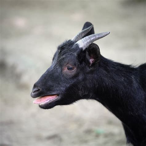 Black Bengal Goat Farming Information Guide