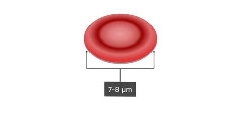 20 to 30 trillion red blood cells (erythrocytes; General Structure and Functions of Red Blood Cells