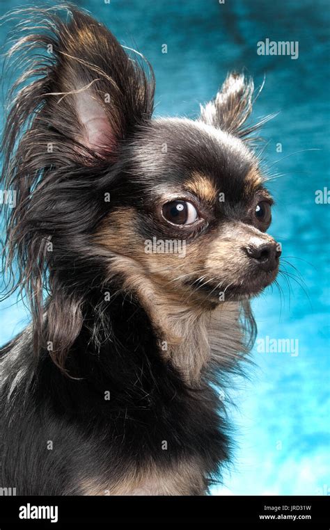 Top 48 Image Black Long Haired Chihuahua Vn