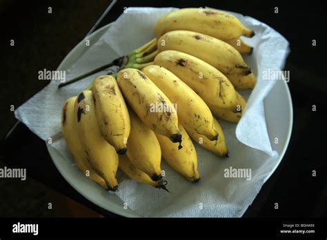 Hand Of Small Bananas Stock Photo Alamy