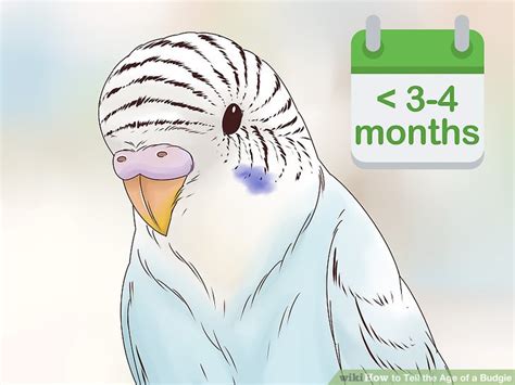 They have such a fast phase lifecycle that they only get to live in such a short period. 3 Easy Ways to Tell the Age of a Budgie - wikiHow