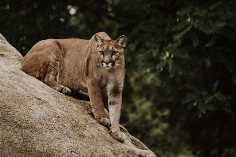 50 Facts About The Mountain Lion • Random Facts For Kids