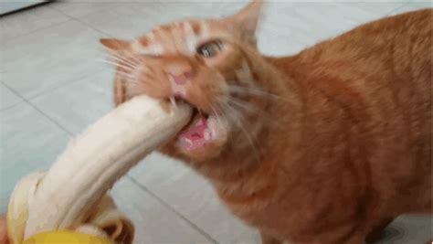 Job Well Done Mao This Cat Licking And Eating A Banana Is Oddly Relaxing Af Cats Meow Cats