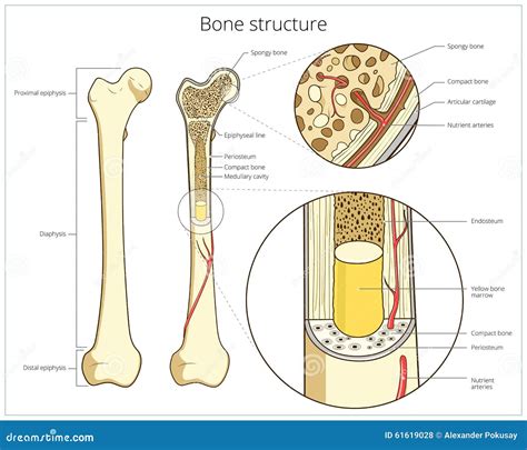 Bone Structure Medical Educational Vector Stock Vector Image 61619028