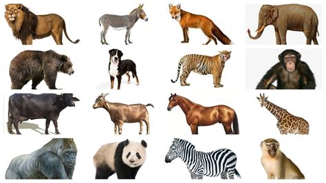 Drawing of animals for kids pictures animals kids drawing drawings inside luxury animal drawings for kids. Learn Animals names with Pictures in English | Farm Wild ...