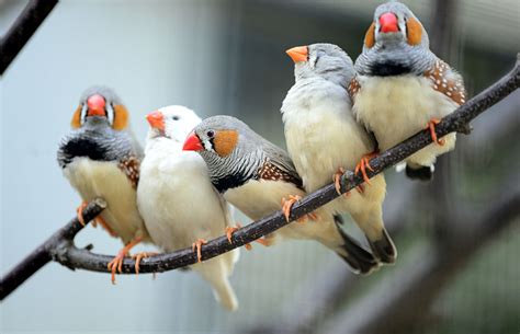 Finches List Of Types With Pictures And Care Tips