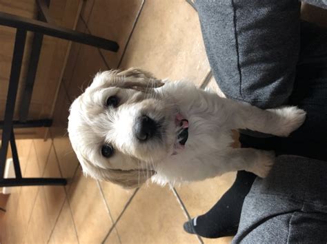 Hours may change under current circumstances Goldendoodle puppy dog for sale in Calhoun, Kentucky