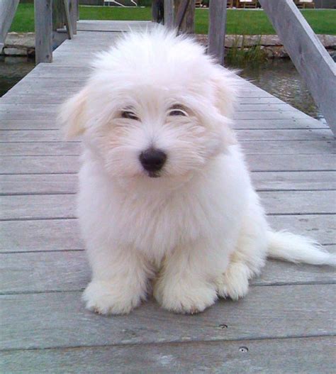 𝒦𝑒𝓃𝓏𝒾𝑒𝓍𝓌𝒾𝓁𝓁𝓈 Coton De Tulear Dogs Working Dogs Breeds