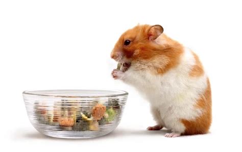 Fat Hamster Stock Photos Royalty Free Fat Hamster Images Depositphotos