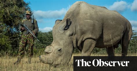 How Ivf And Stem Cell Science Could Save The Northern White Rhino From Extinction Endangered