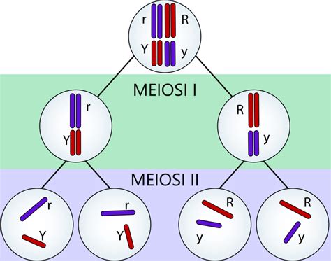 Ciclo Cellulare Mitosi E Meiosi Ripasso Di Scienze