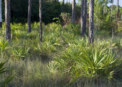 Saw Palmettos And Grass Clippix Etc Educational Photos For Students