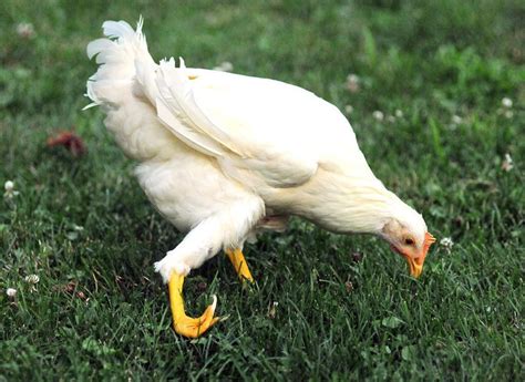 Massachusetts woman pays $2,500 to give her chicken a prosthetic leg 