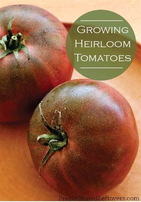 Tips For Growing Heirloom Tomatoes Heirloom Tomatoes Growing