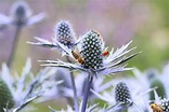 Edeldistel, Mannstreu, Eryngium agavifolium - Pflege-Anleitung