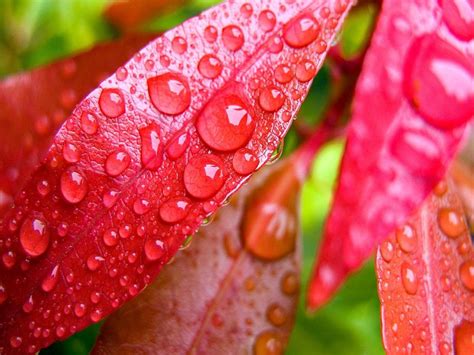 Red Leaf With Water Droplets Hd Desktop Wallpaper Widescreen High